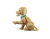 kolekcjonerski-model-golden-retriever-z-klockow.png